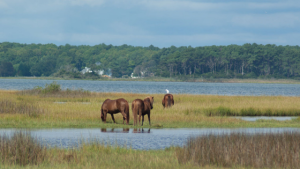 Assateague