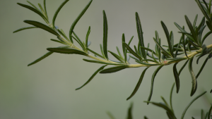 Jeff Halbert_Indoor Herb Garden