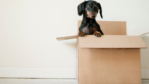 Jeff Halbert_Moving In