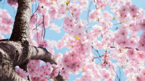 Jeff Halbert_Spring Homebuying